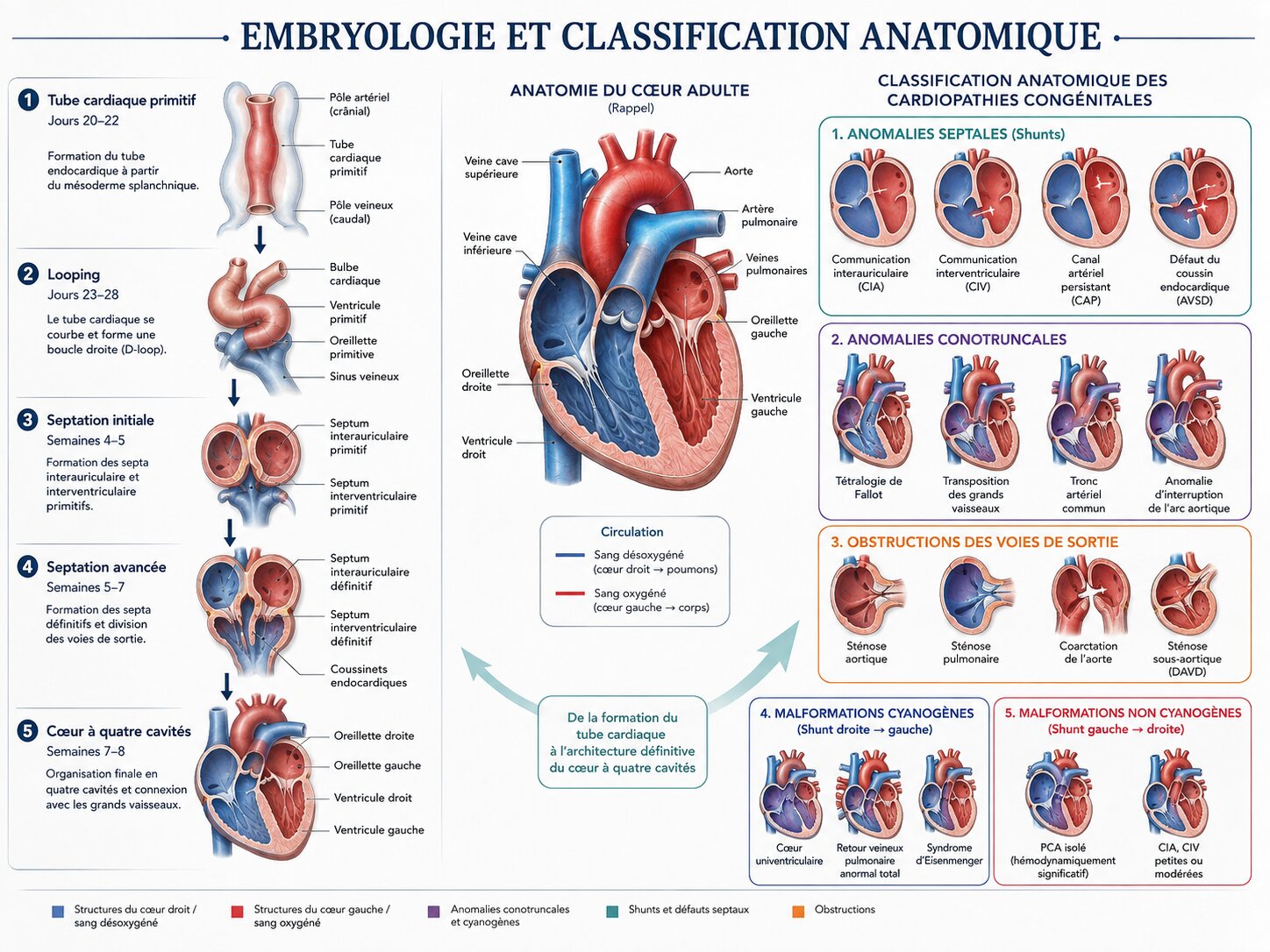 Planche illustrée résumant l'embryologie cardiaque en cinq étapes, l'anatomie normale du cœur adulte, et la classification des cardiopathies congénitales en cinq familles.