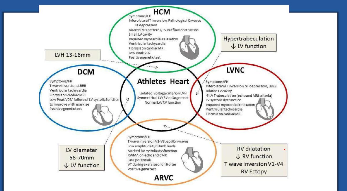 Schéma de synthèse en quatre cercles reliant le cœur d'athlète à ses quatre diagnostics différentiels et à leurs seuils respectifs.