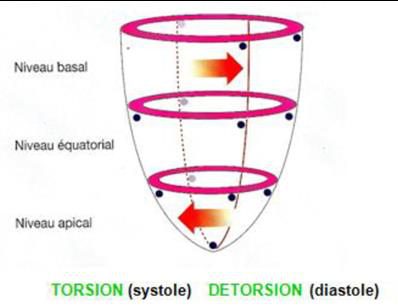 Schéma de la torsion systolique et de la détorsion diastolique du ventricule gauche, aux niveaux basal, équatorial et apical.