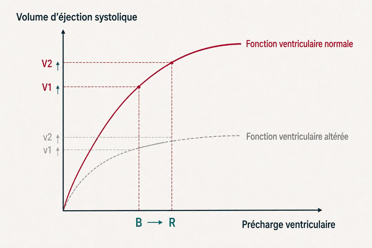 Graphique sans chiffres montrant deux courbes de fonction ventriculaire, l'une normale et ascendante, l'autre abaissée et aplatie, avec un encart figurant l'étirement du sarcomère.