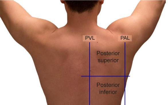 Silhouette de tronc humain de face et de dos, chaque hémithorax découpé en quatre zones par une division verticale (ligne axillaire antérieure) et une division horizontale (zones supérieure et inférieure), avec les points d'application de la sonde marqués par des repères géométriques.
