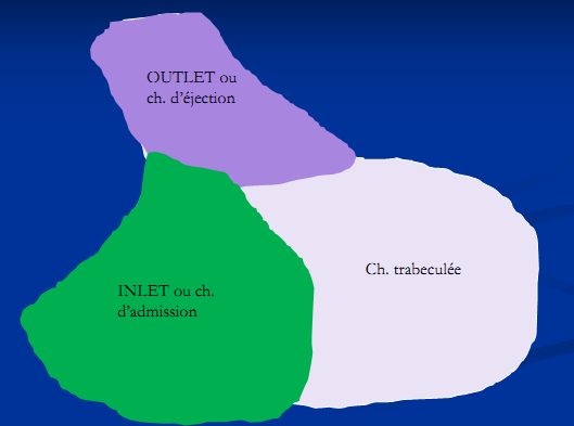 Figure 9 — Les trois composantes du ventricule droit : chambre d'admission, chambre trabéculée et chambre de chasse. C'est sur leur présence ou leur absence que repose la classification tripartite, bipartite ou unipartite de l'atrésie pulmonaire à septum intact.